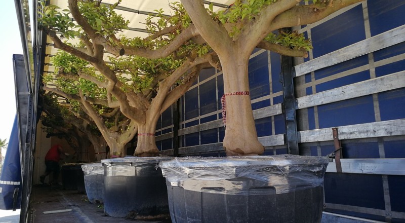 Transporte de plantas