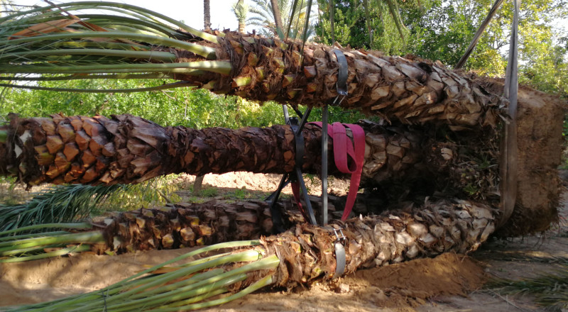 Parque museo en Jávea