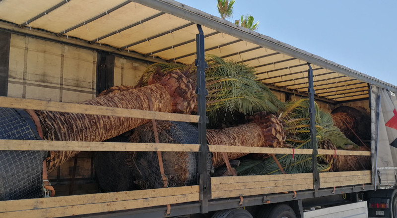 Envío de Phoenix canariensis